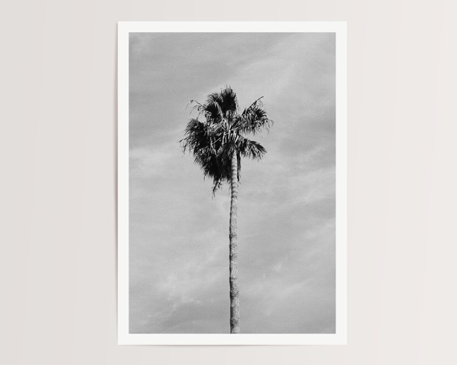 Palm tree - Image 2