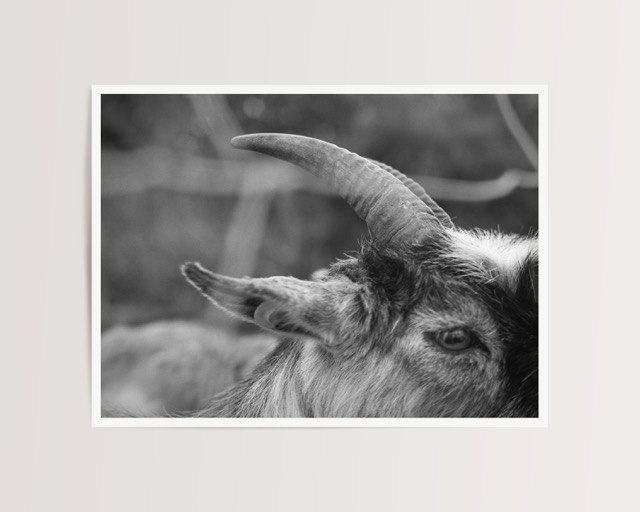 Goat - Image 2