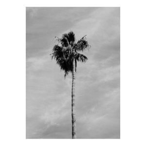 Palm tree