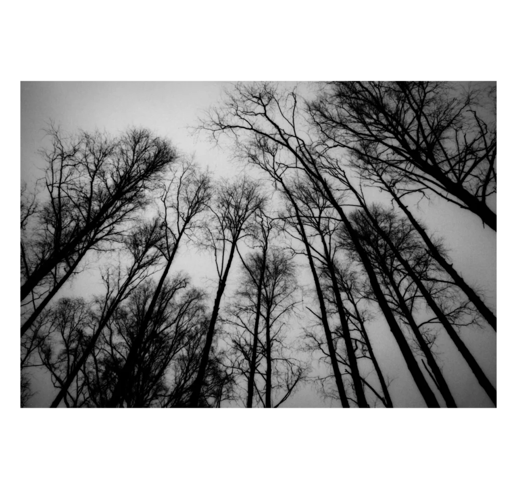 Bomen